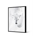 Toile encadré Ours blanc qui marche 65 x 92,5 cm, collection My gallery, Pôdevache